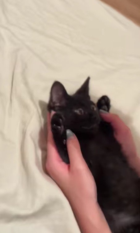 バンザイしている子猫