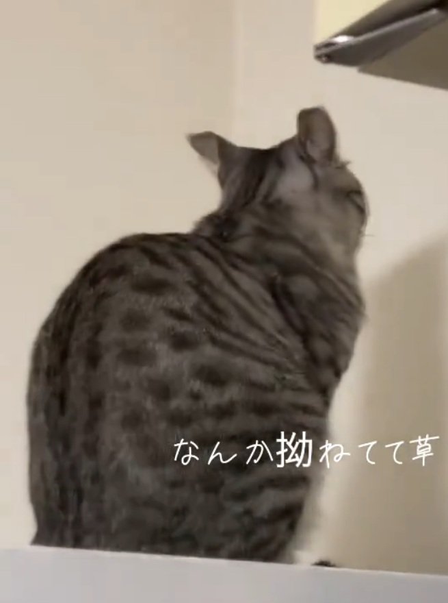 イカ耳の猫