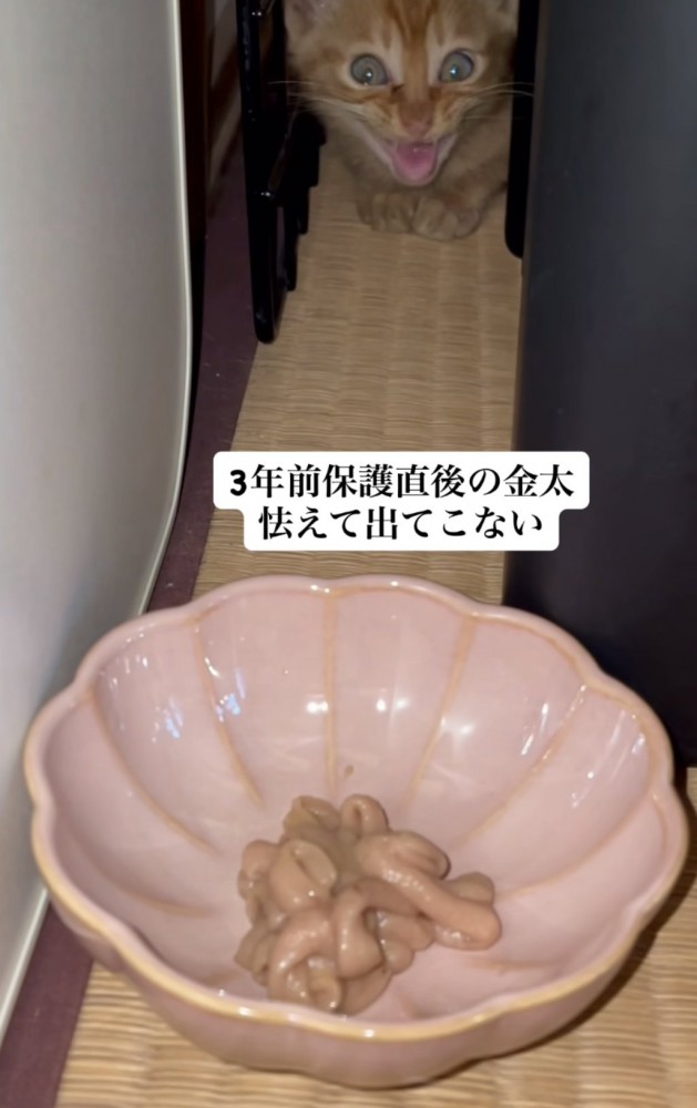 「3年前保護直後の...」のテロップ写真