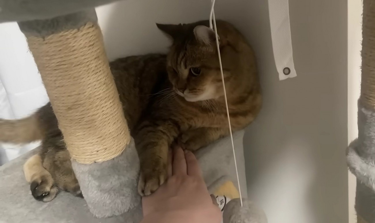飼い主の手の上に前足を置いた猫