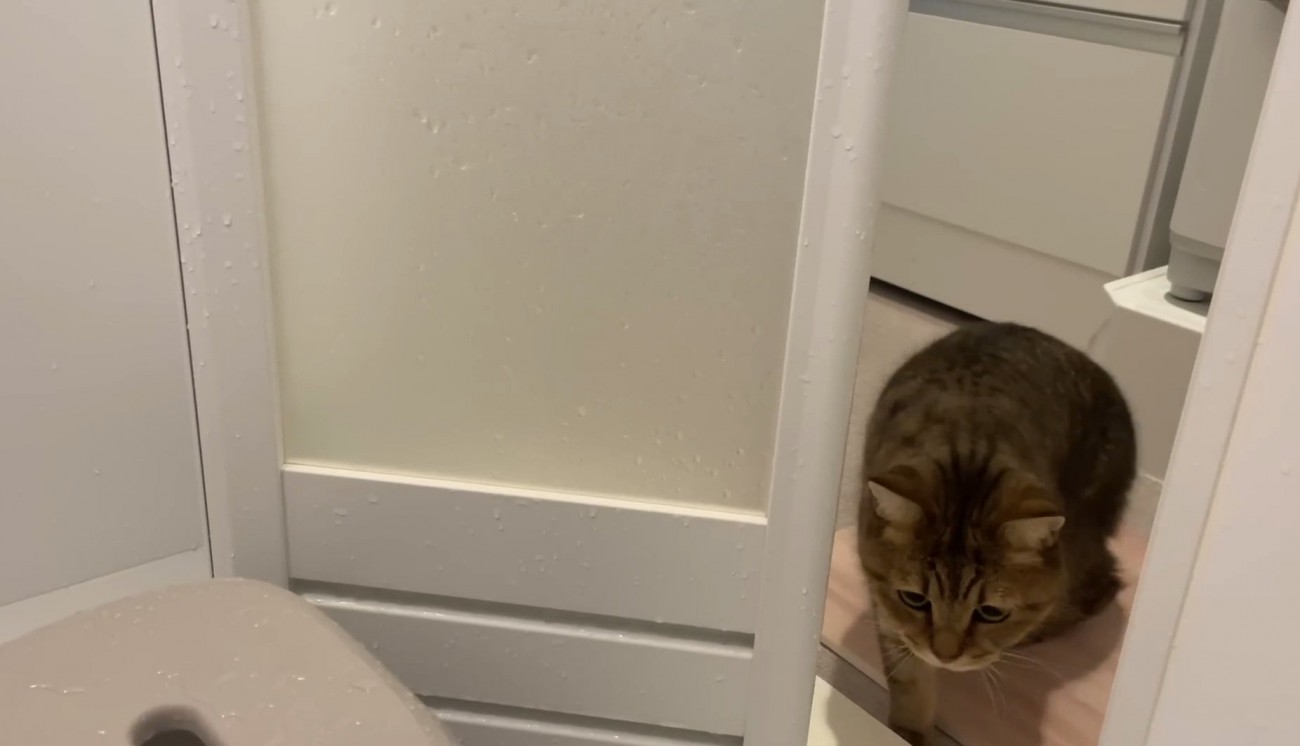 風呂の中を見る猫