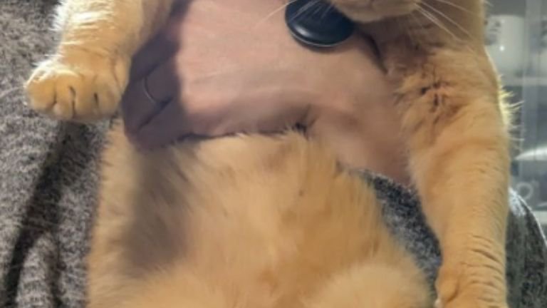 抱かれている猫