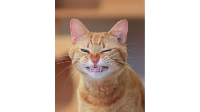 あくびしている猫