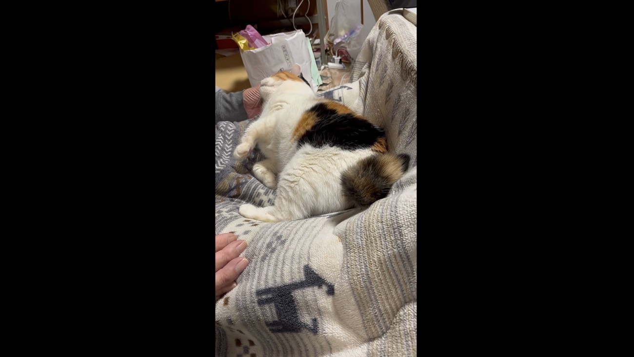 さらに甘えるミケ