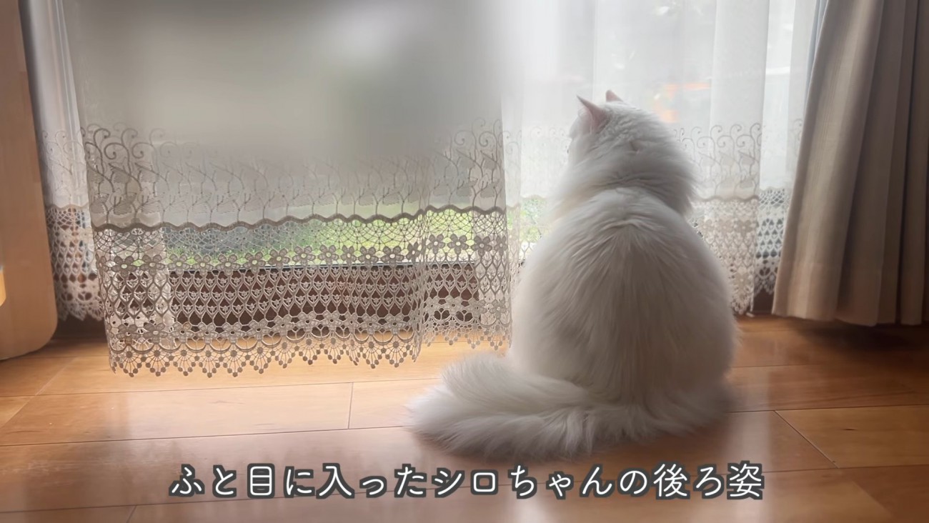 外を見る猫の後ろ姿