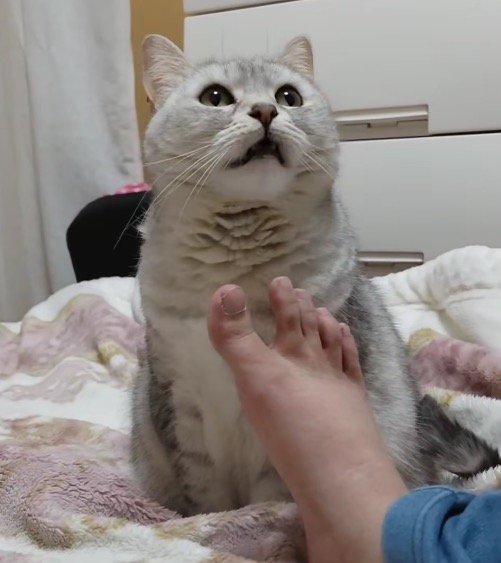 口を開けて上を見る猫