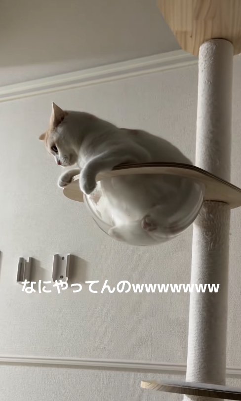 ボウルから下を見下ろす猫