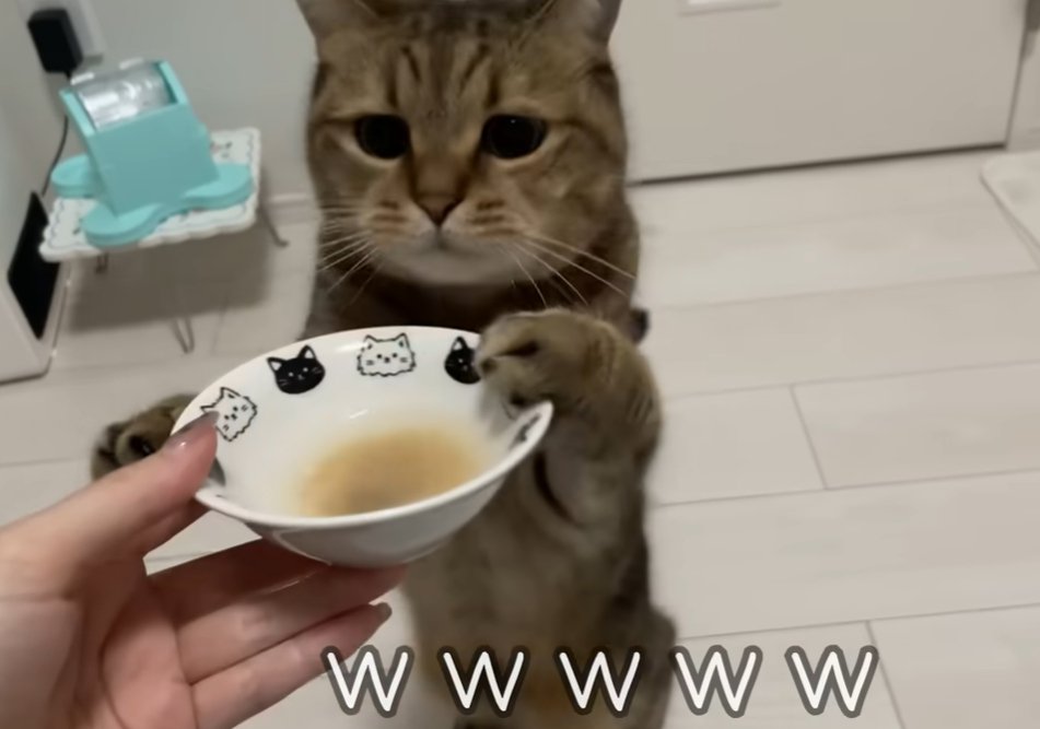 お皿に前脚をかける猫