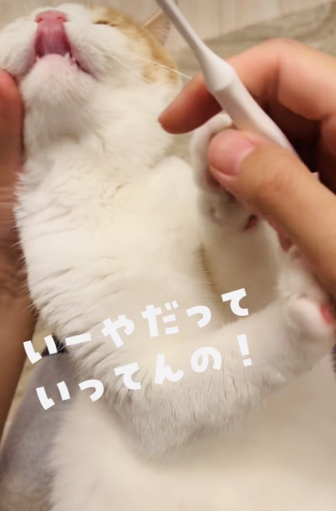 パパの歯磨きを嫌がるマンチカン