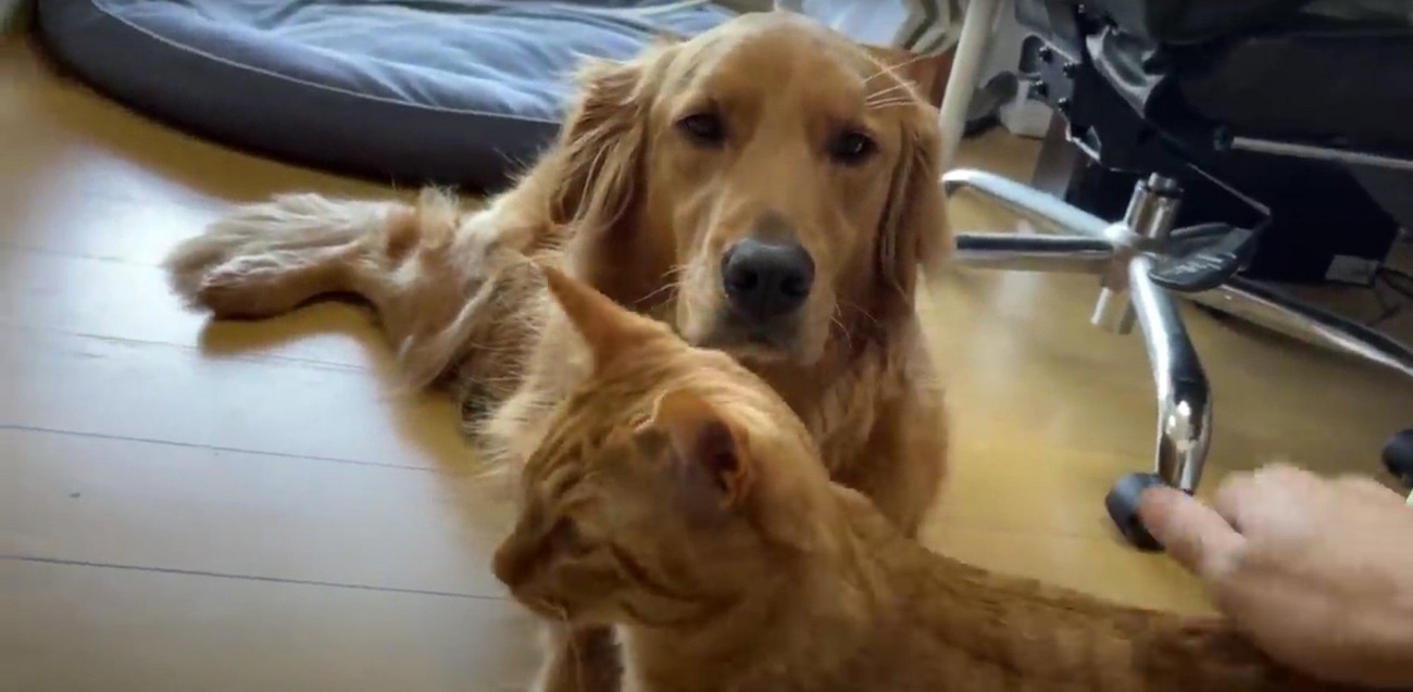 座っている犬と人に撫でられている猫