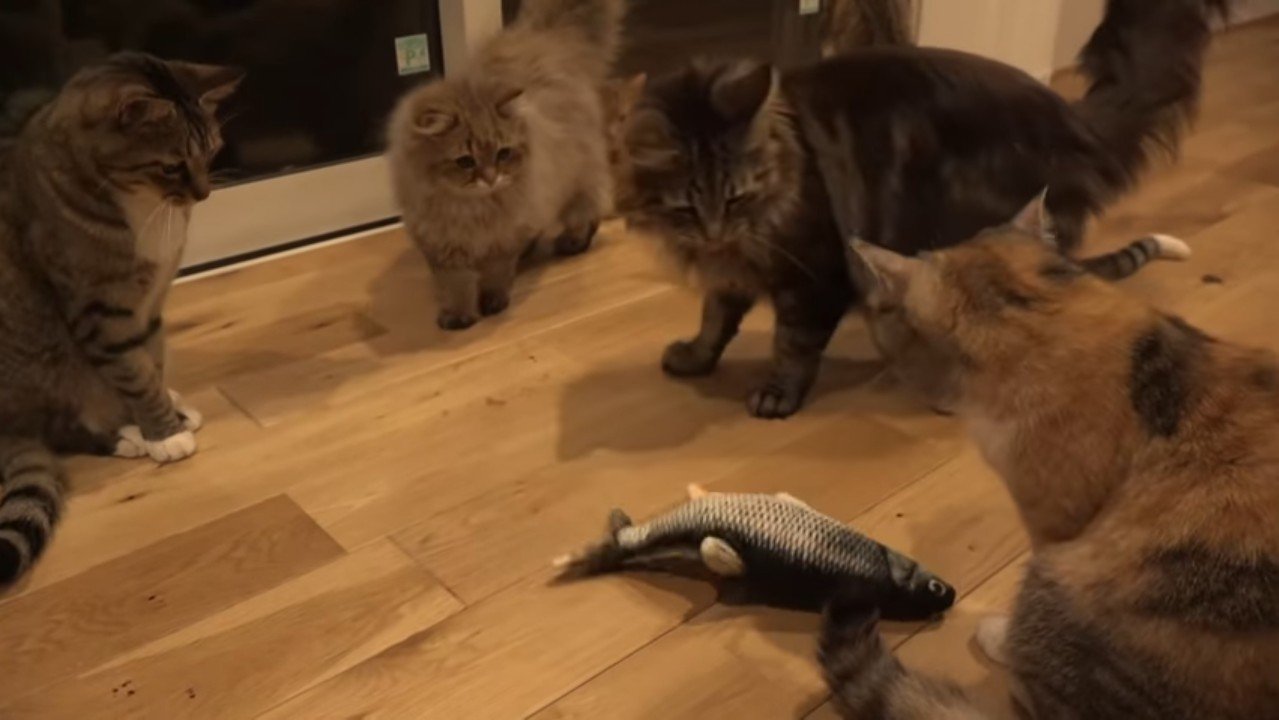 取り囲む猫さんたち