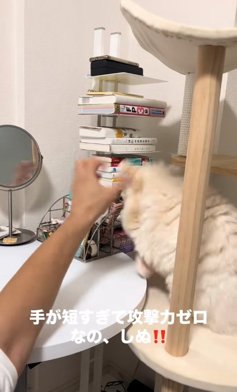 飼い主の手に猫パンチをしている顔が見えない猫
