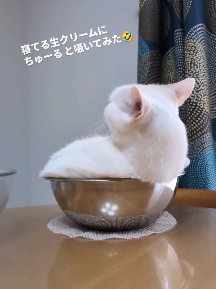 耳を後ろに向けている猫