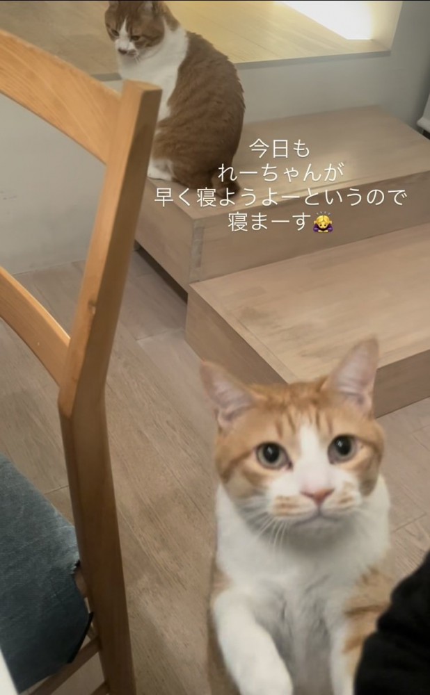 ママをベッドに誘う茶白猫と後ろの階段に座る茶白猫