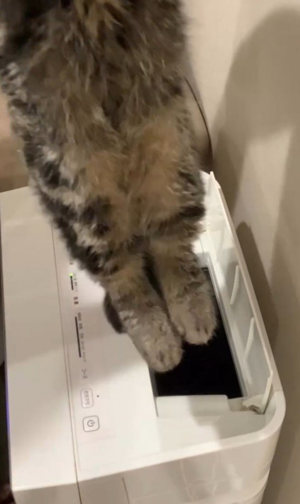 伸びた猫の足