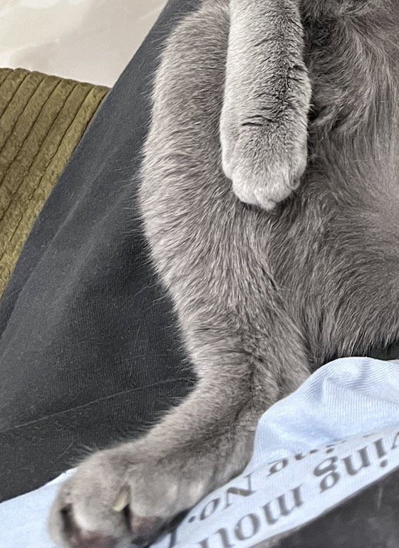 飼い主の腹に置かれた猫の右後ろ足