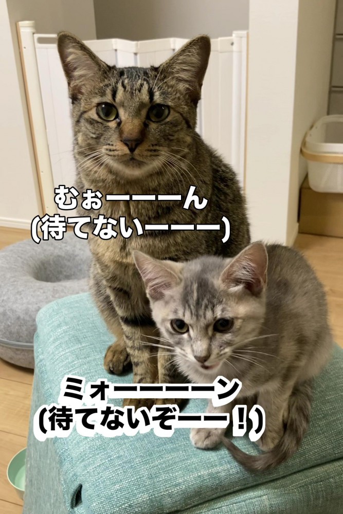 カメラ目線の猫と鳴く子猫