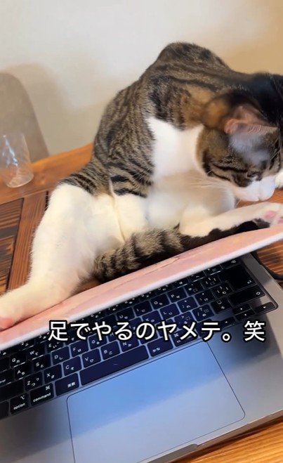パソコンの横に座っている猫