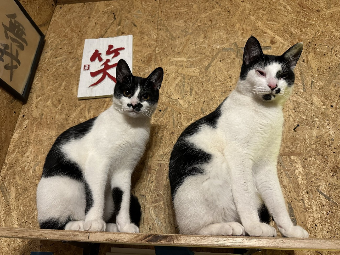 黒白柄の子猫2匹