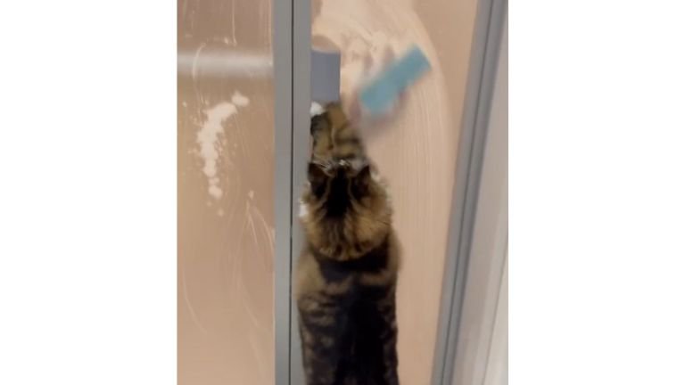 お風呂のドアの前にいる猫