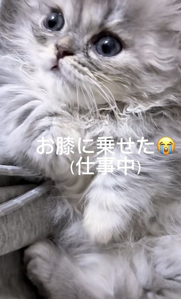 「お膝に乗せた」のテロップ写真