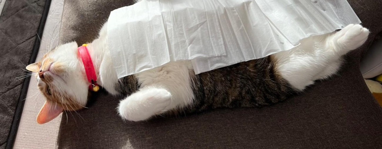 仰向けの猫