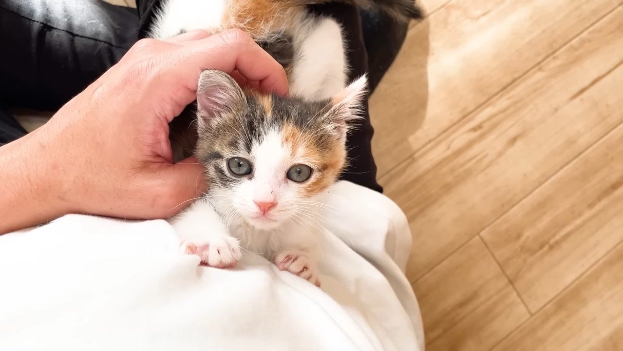 投稿主さんと三毛ちゃん