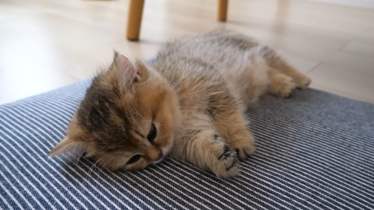 目を閉じそうな子猫