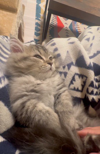 人にマッサージされている猫