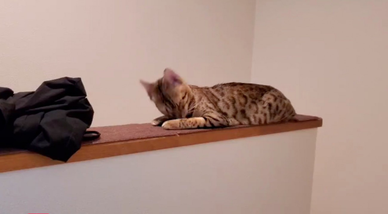 顔を上げる猫