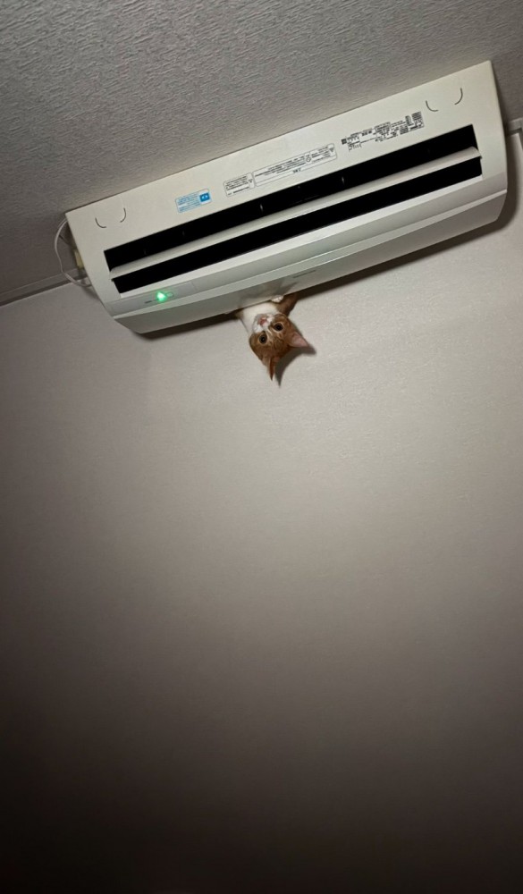 エアコンから覗く猫