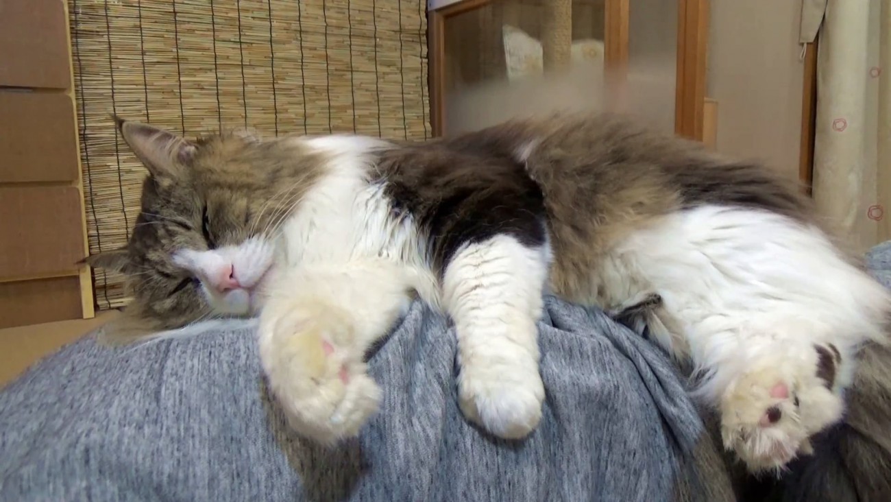 人のお腹の上で寝る猫