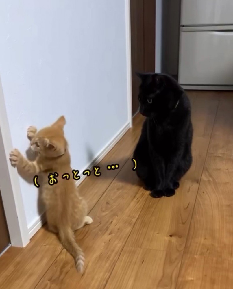 よろけて壁に前足をつく子猫