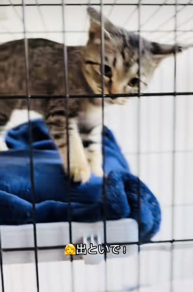 ケージの中で鳴く子猫