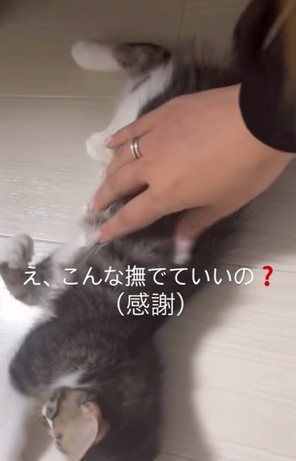 撫でられる猫と感謝する飼い主