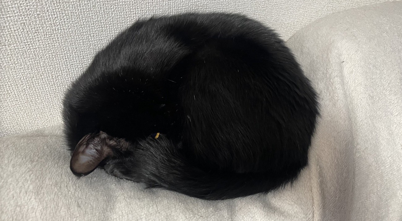 丸まって眠る猫