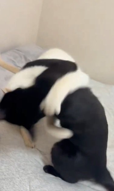 激しい戦いをする猫