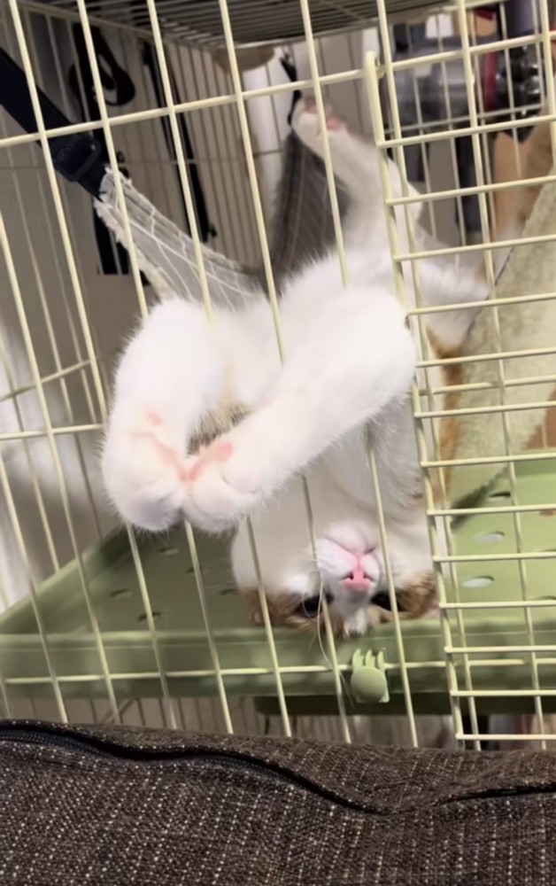 ハンモックでくつろぐ猫の写真1