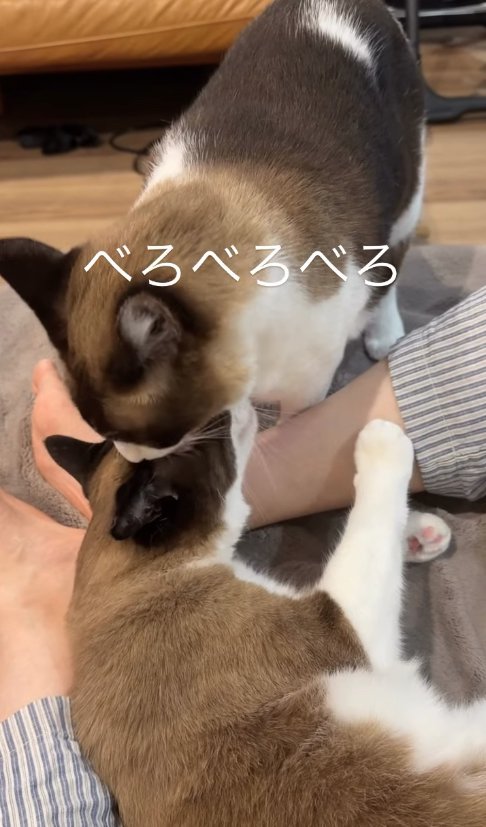 飼い主の足元で毛づくろいをしあう猫たち