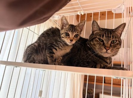 ケージの中にいる親子の猫