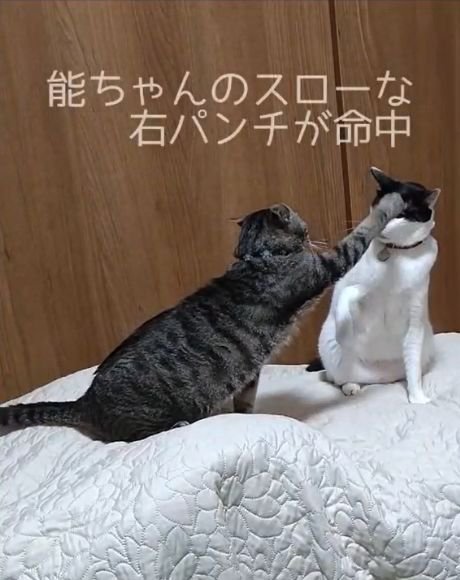 白黒猫の額に前足を当てるキジ猫