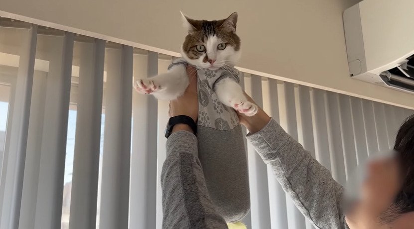高い高いしてもらう猫