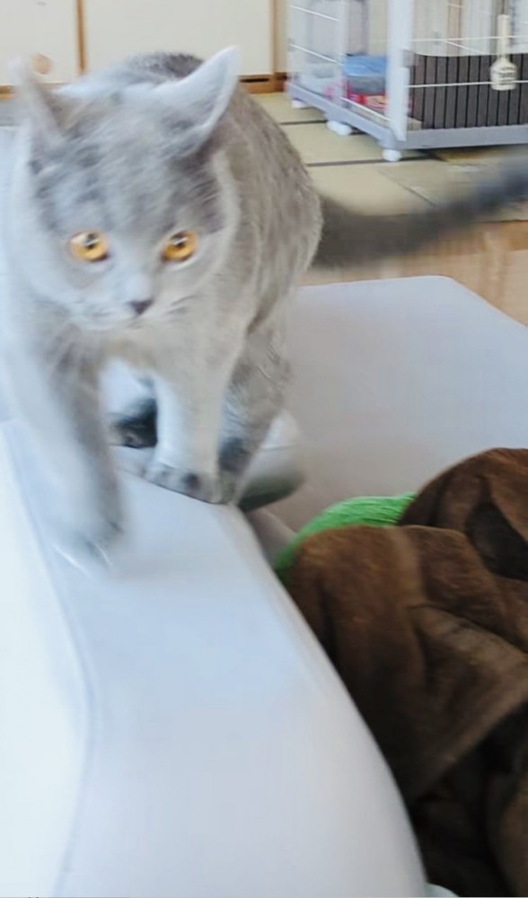 飼い主さんのところへ走っていくブリティッシュショートヘア