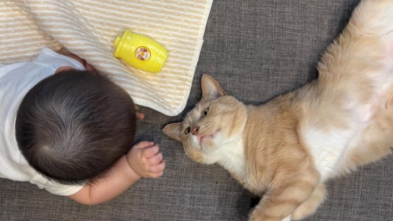 赤ちゃんと猫