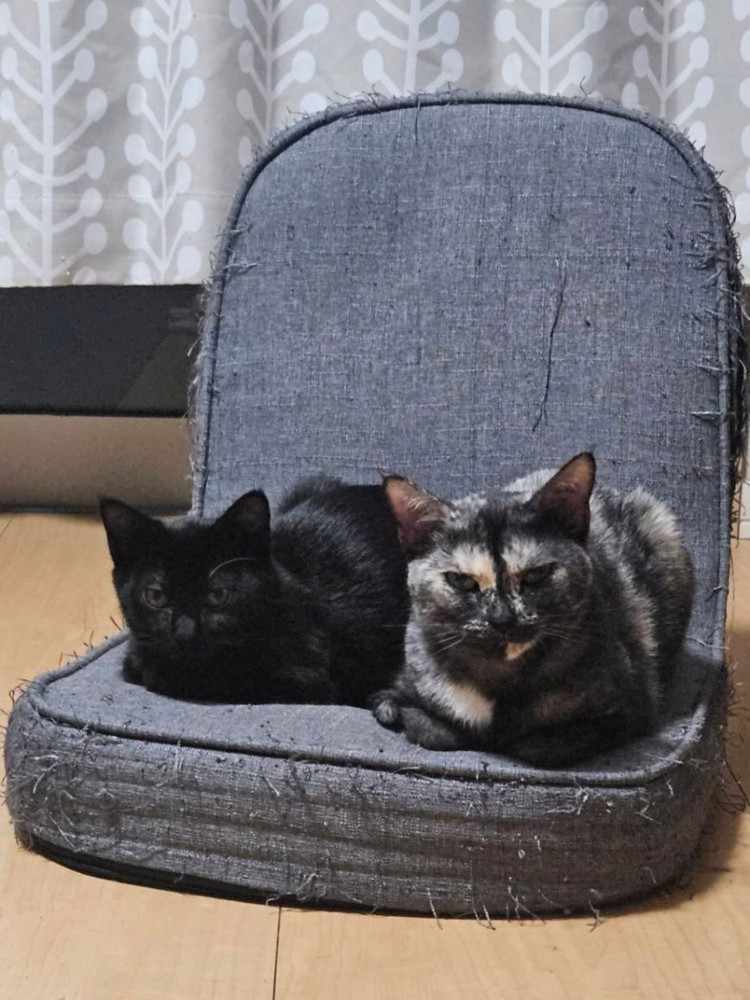 座椅子に並んで座る黒猫とサビ猫