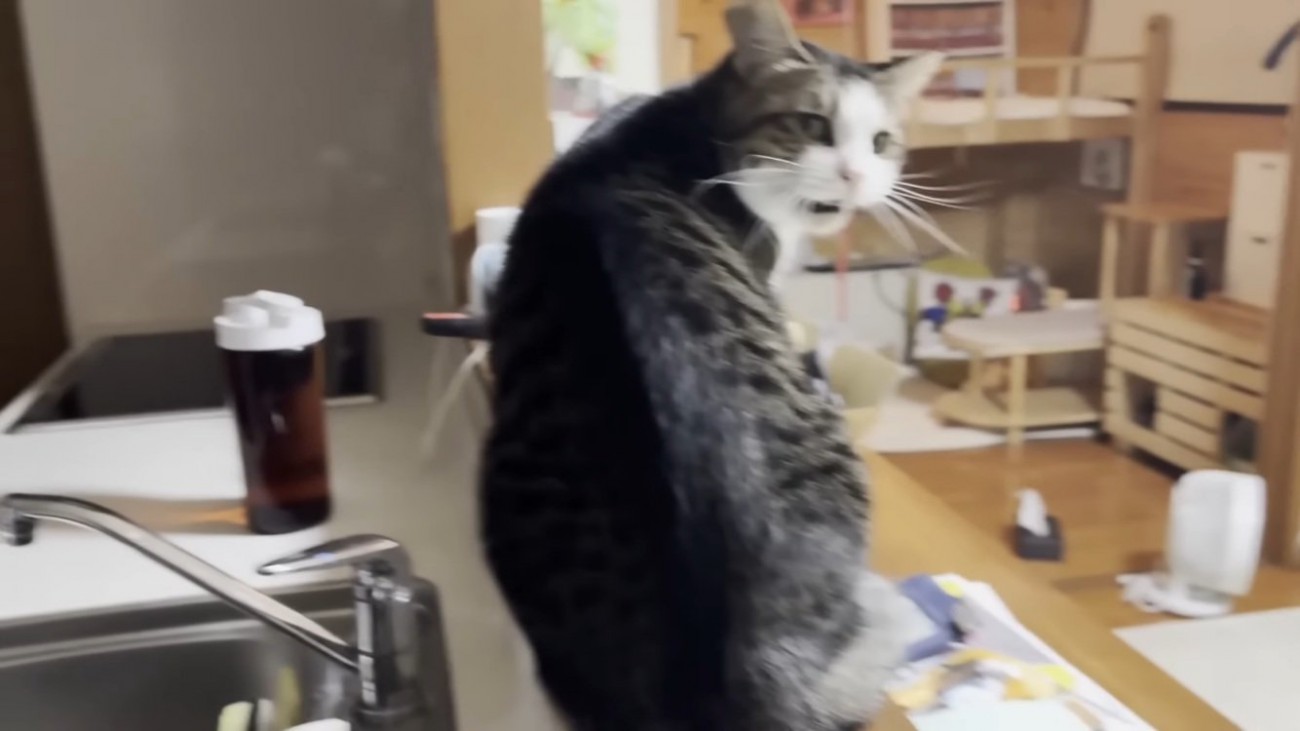 キッチンでママに向かって鳴くキジ白猫