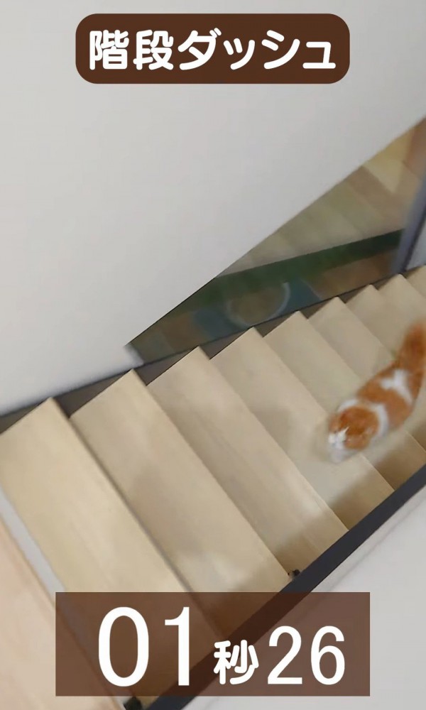 階段を駆け上がる猫