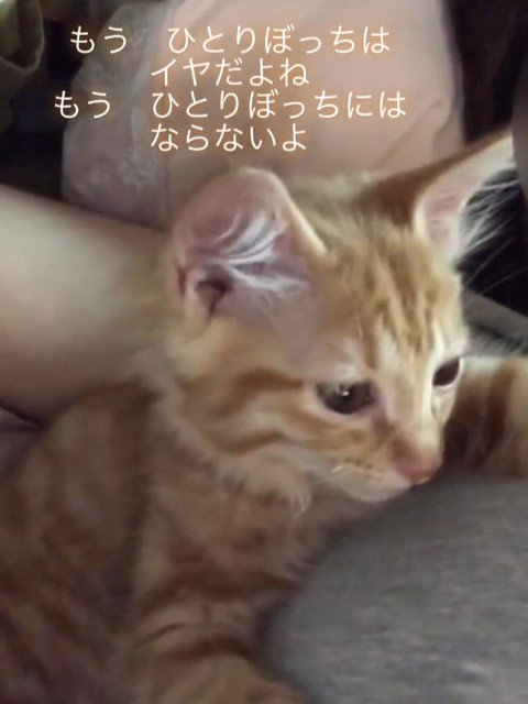 人にくっつく子猫