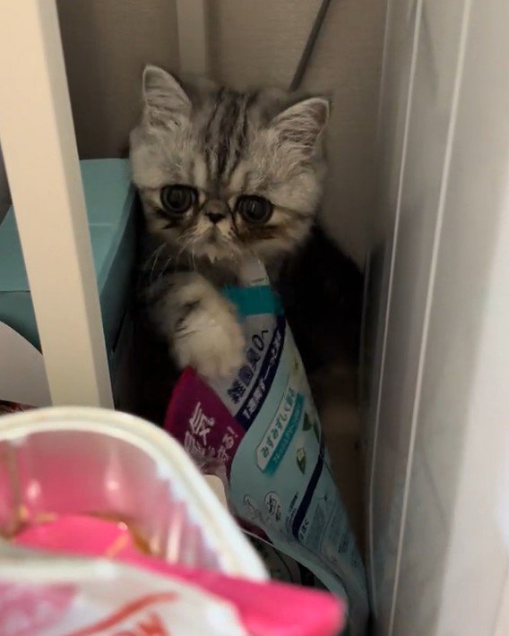 かくれんぼをしている猫