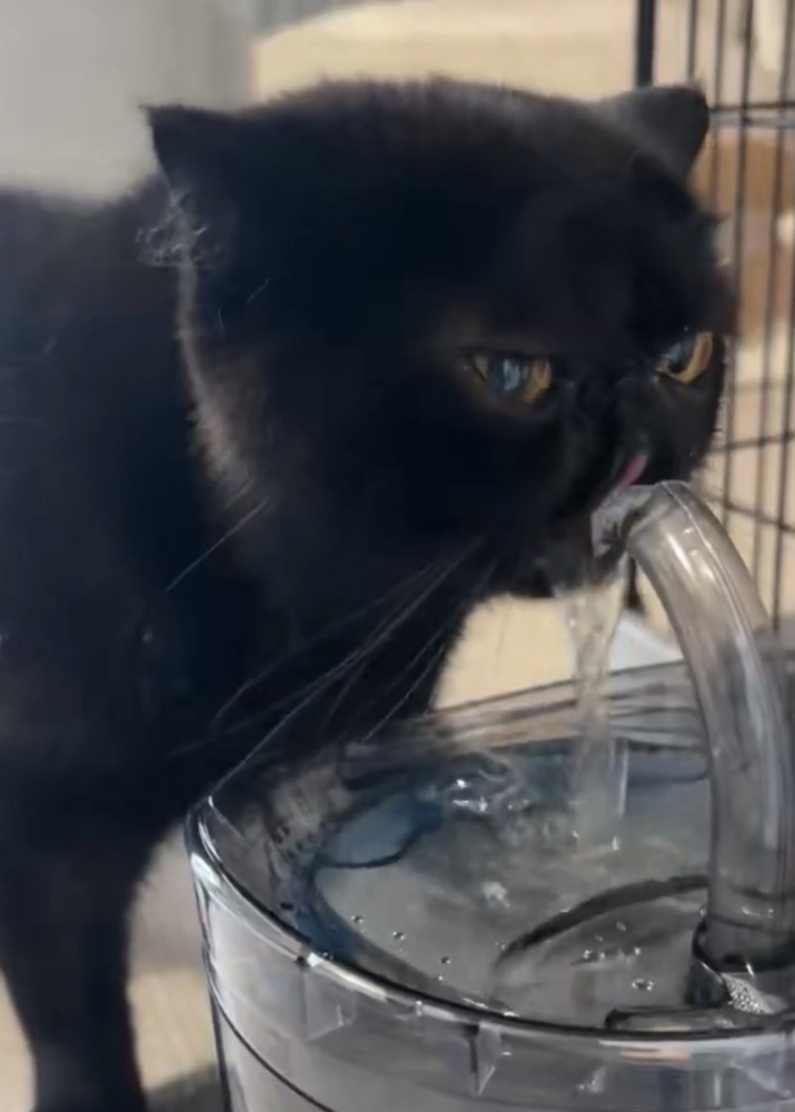 一心不乱に水を飲む黒猫